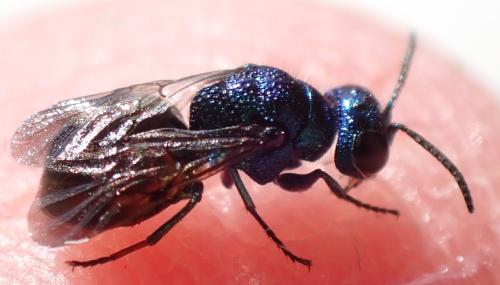 Réf. 355 286 : Pseudomalus auratus